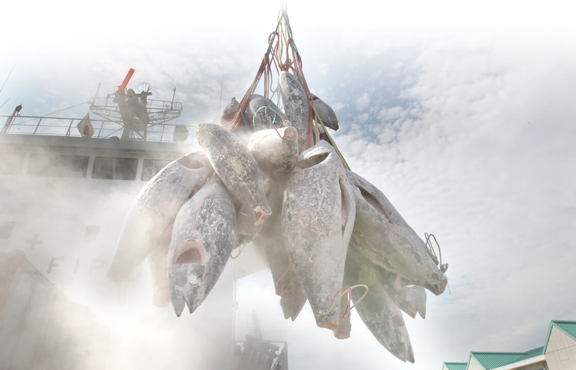 Thunfisch exporteur